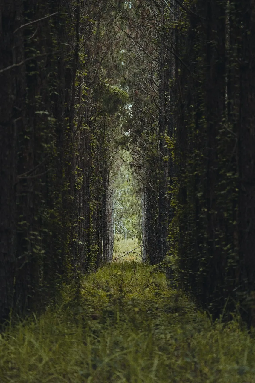 green leafed trees